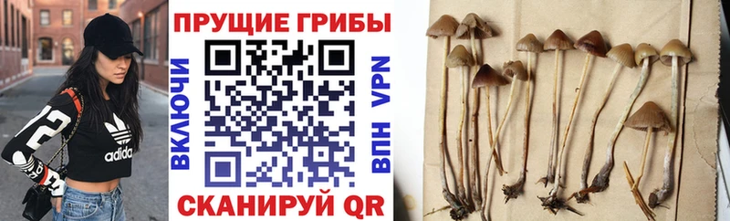 Псилоцибиновые грибы мицелий  Калязин 